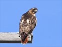 Red-tailed Hawk.