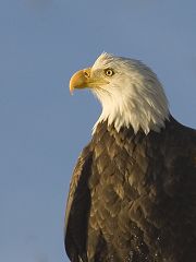 Iowa Eagle